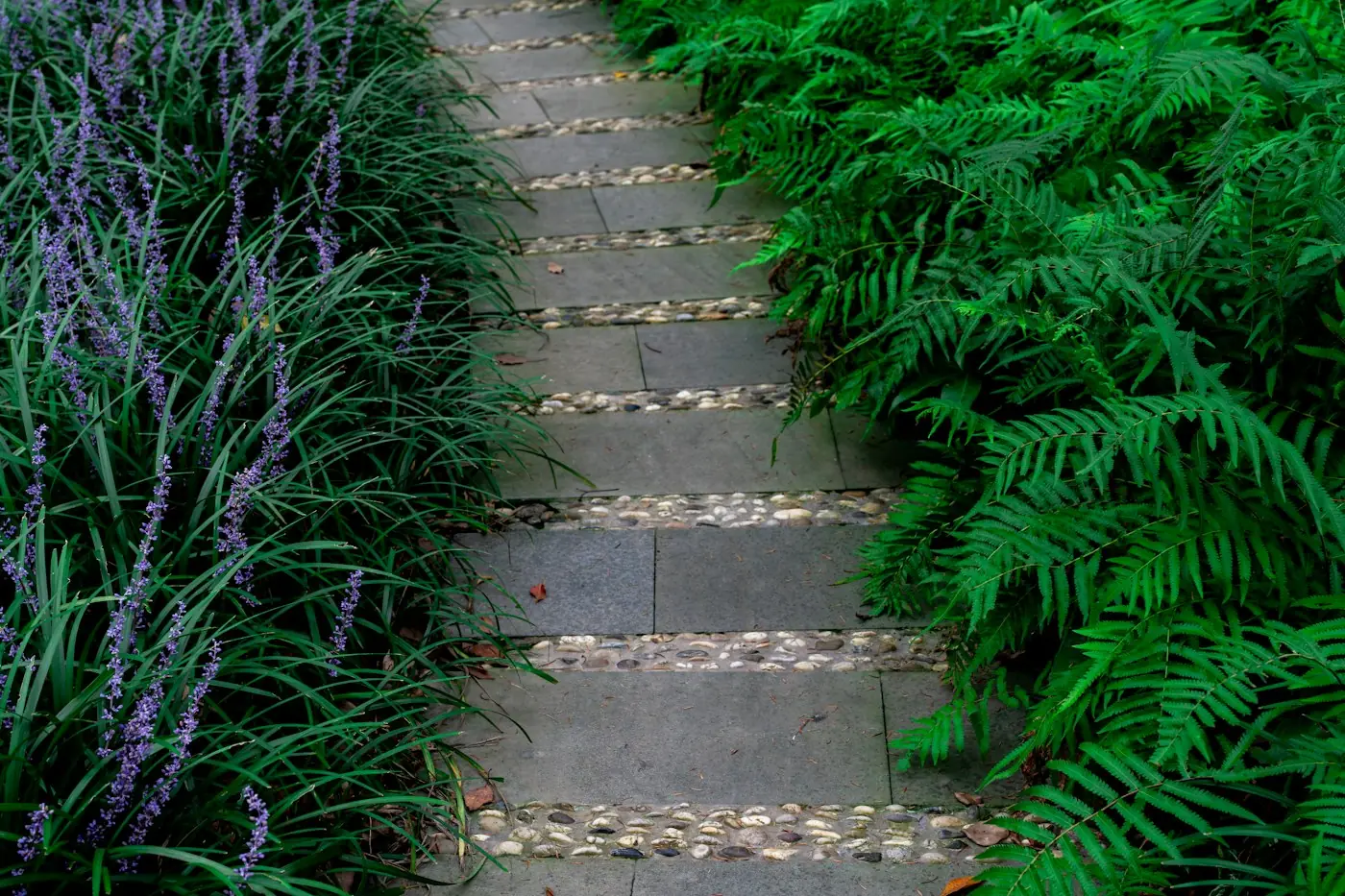 Stone pathway lined with ferns and purple flowers